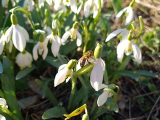 Graceful Snowdrops Blooming in Early Spring
