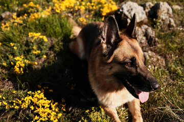 German Shepherd dog resting among yellow wildflowers in a sunny spring meadow in Zlatibor, Serbia. Travel with pet concept