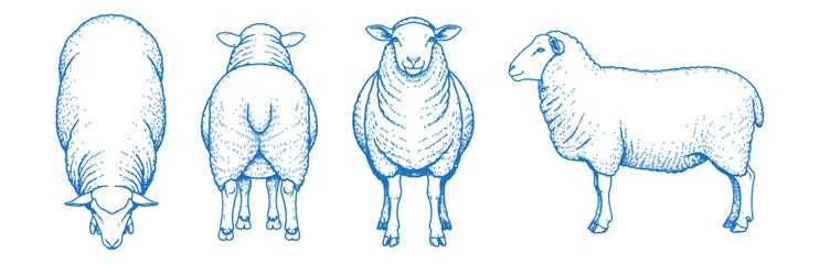 Hand Drawn Sheep Vector Illustration Showing Front, Back, Side and Top Views in Clean Line Art Style for Farm Animal Design, Livestock Anatomy Reference, and Agricultural Graphics

