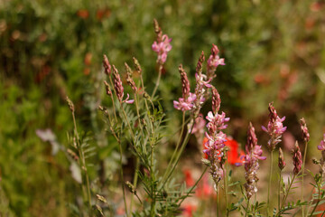 Sainfoin growing in a meadow symbolizing transformation of life