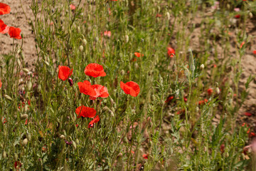 Red poppies blooming in summer field representing transformation of life