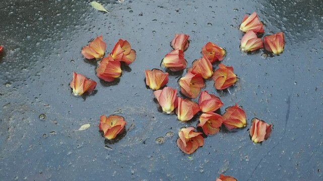 Sea hibiscus floating in water