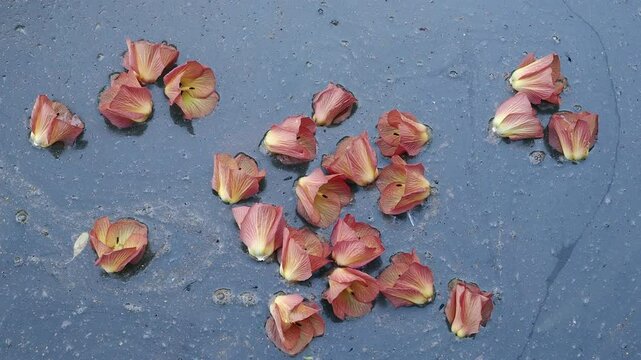 Sea hibiscus floating in water