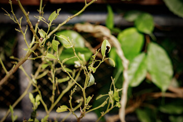 Green chrysalis hanging from branch undergoing metamorphosis in botanical garden