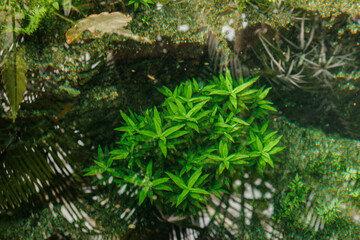 Lush green aquatic plants thriving in a botanical garden pond