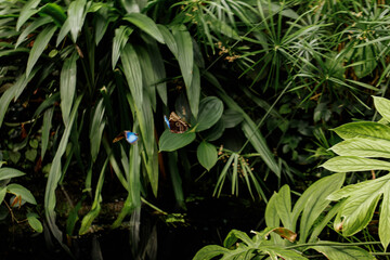 Butterflies flying in lush tropical greenhouse, transformation of life