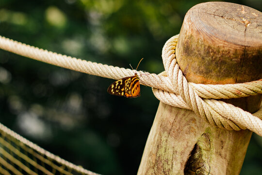 Butterfly resting on rope in botanical garden, prague