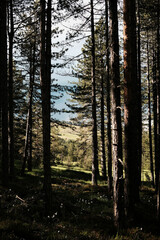 Scenic view through a pine forest revealing the rolling hills of Zlatibor under spring light. Nature of Serbia country concept