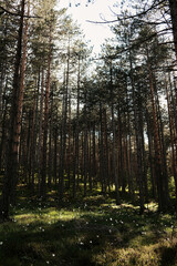 Tall pine trees stretching into the sky in a serene spring forest in Zlatibor, Serbia. Wild white daffodils blooming in a pine woodland