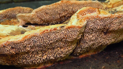 The thick-walled maze polypore Fomitopsis quercina - saprophytic fungus on oak tree stump