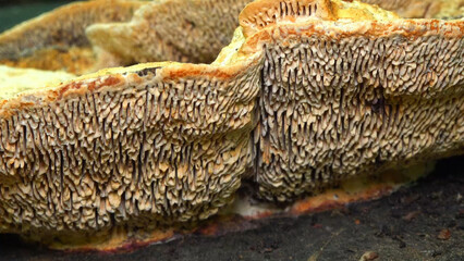 The thick-walled maze polypore Fomitopsis quercina - saprophytic fungus on oak tree stump