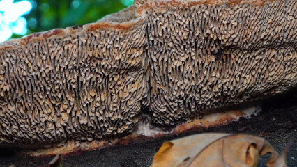 The thick-walled maze polypore Fomitopsis quercina - saprophytic fungus on oak tree stump