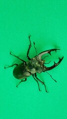 Macro photograph of a European stag beetle on a green background. European stag beetle, male. Concept of threatened insect species