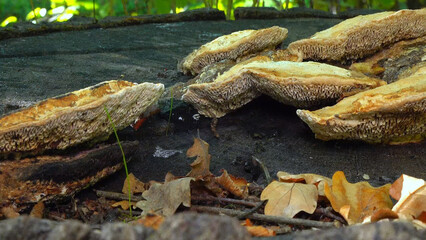 The thick-walled maze polypore Fomitopsis quercina - saprophytic fungus on oak tree stump