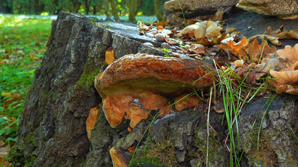 Phellinus robustus - saprophytic wood fungus on an old oak tree stump in a garden, Ukraine
