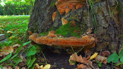 Phellinus robustus - saprophytic wood fungus on an old oak tree stump in a garden, Ukraine