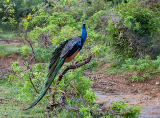 Sri Lanka Travel