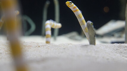 水族館のチンアナゴ