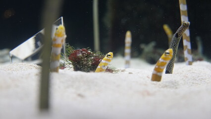 水族館のチンアナゴ