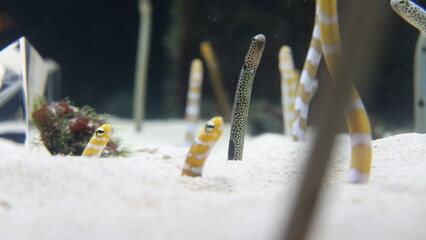 水族館のチンアナゴ