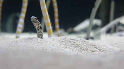 水族館のチンアナゴ