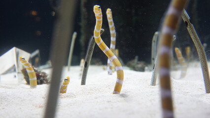 水族館のチンアナゴ