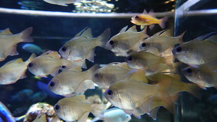 水族館
