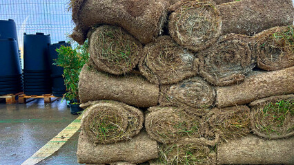 Rolling lawn. The lawn roll is outdoor. close up on stacking turf sod carpet

