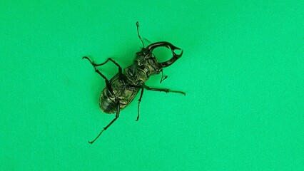Macro photograph of a European stag beetle on a green background. European stag beetle, male. Concept of threatened insect species