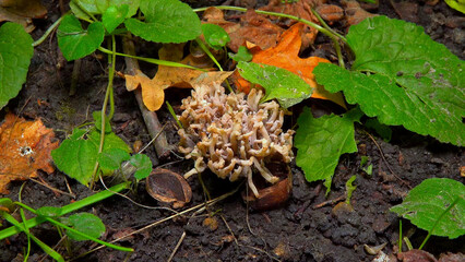 Ashy coral mushroom Clavulina cinerea - medicinal mushroom growing on the ground in a garden in Odessa