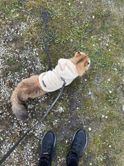 British Longhair cat on a nature trip in Norway, featuring picturesque views and calm Nordic...