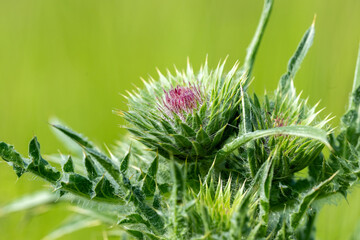 Milk thistle (Silybum marianum) is used to support liver function and overall health, with liver...