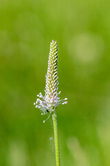 Medicinal plant Plantago on green background