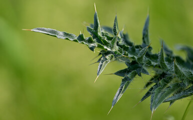Milk thistle (Silybum marianum) is used to support liver function and overall health, with liver problems such as fatty liver, cirrhosis, or with excessive alcohol consumption.