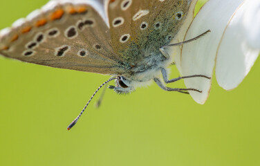 Common Blue (Plebejus idas) is a species of diurnal butterfly