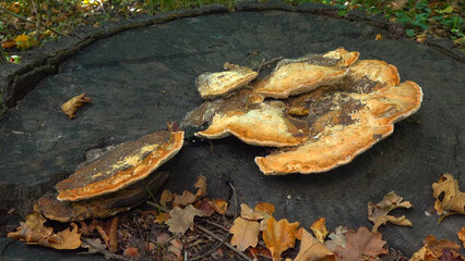 The thick-walled maze polypore Fomitopsis quercina - saprophytic fungus on oak tree stump in garden, Ukraine