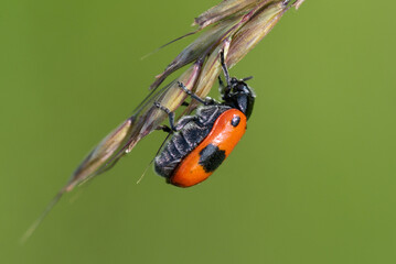 The smooth willow beetle (Clytra laeviuscula) is one of many species of beetle in the very numerous family Chrysomelidae.