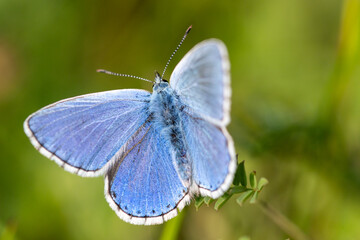 Common Blue (Plebejus idas) is a species of diurnal butterfly