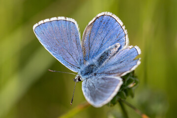 Common Blue (Plebejus idas) is a species of diurnal butterfly