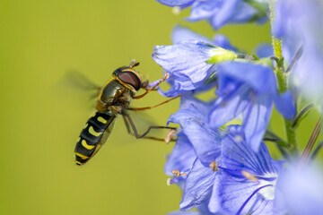 Hoverflies, popularly called wasps or wasps (the name wasps, however, belongs to the hymenoptera insect genus Polistes), are members of the dipteran insect family Syrphidae.