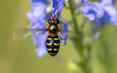 Hoverflies, popularly called wasps or wasps (the name wasps, however, belongs to the hymenoptera...