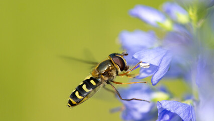 Hoverflies, popularly called wasps or wasps (the name wasps, however, belongs to the hymenoptera insect genus Polistes), are members of the dipteran insect family Syrphidae.