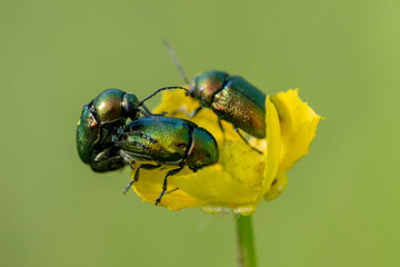 The golden scaly beetle (Cetonia aurata) is a beetle from the family Cetonia