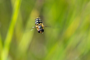 Hoverflies, popularly called wasps or wasps (the name wasps, however, belongs to the hymenoptera insect genus Polistes), are members of the dipteran insect family Syrphidae.