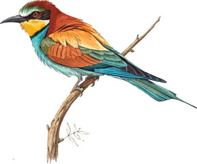 Obraz premium A beautiful, colorful lilac-breasted roller perched on a branch, a vibrant bird of the wild