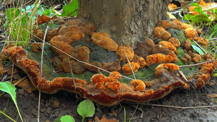Phellinus robustus - saprophytic wood fungus on an old tree stump in a garden