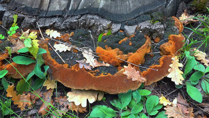 Phellinus robustus - saprophytic wood fungus on an old oak tree stump in a garden
