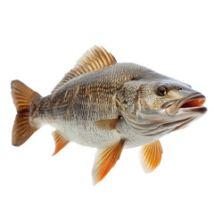 Naklejka premium Barramundi isolated on transparent background.