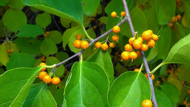 Celastrus sp. - ornamental plant with yellow fruits in autumn in park