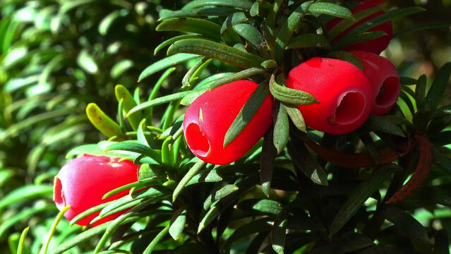 European yew Taxus baccata - poisonous red berries on an ornamental yew shrub in autumn in a park